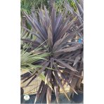 Cordyline ´PURPLE TOWER´ - veľkosť kmeňa 25-40cm, výška 140-160cm, kont. C18L (-12°C)